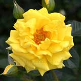 バラ ファーストインプレッション｜花の手帖の薔薇図鑑