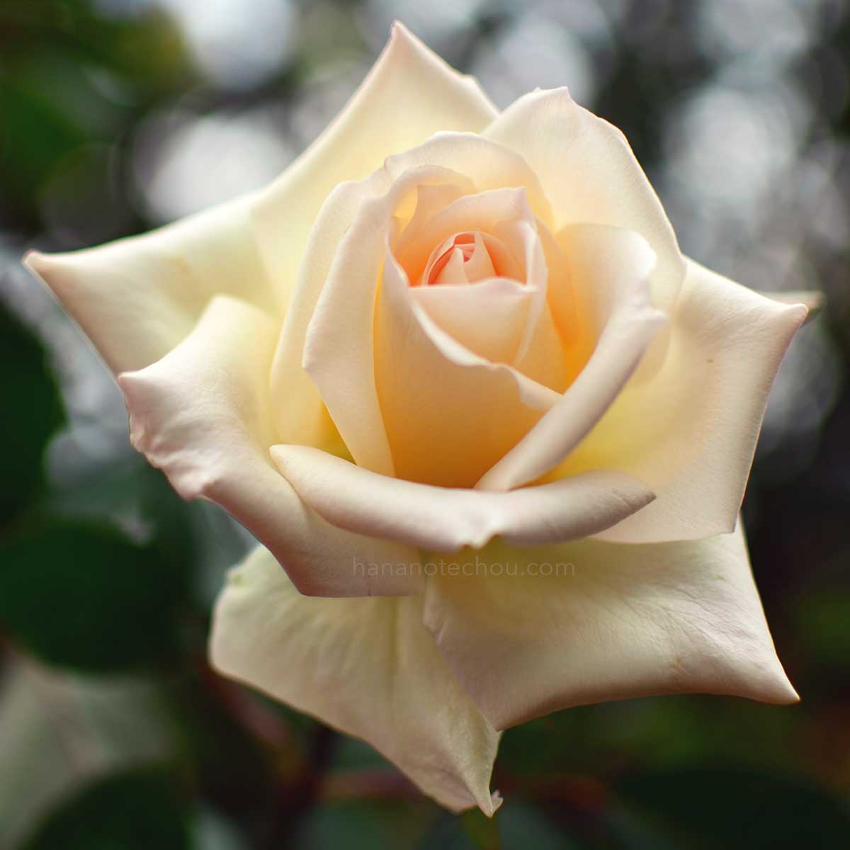 バラ ファーストレディアキエ｜花の手帖の薔薇図鑑