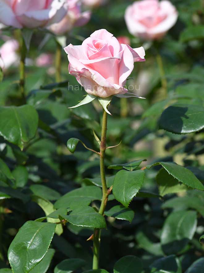 バラ フラミンゴ|花の手帖の薔薇図鑑