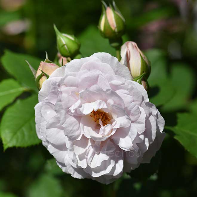 バラ フローレンス デルアットル｜花の手帖の薔薇図鑑