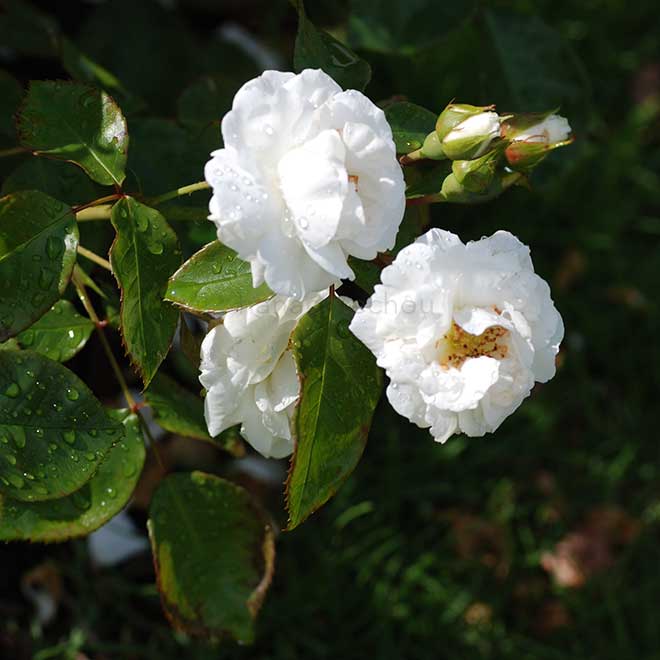 バラ フローレンス ナイチンゲール｜花の手帖の薔薇図鑑
