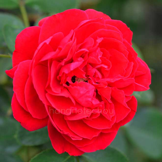 バラ フロレンティーナ｜花の手帖の薔薇図鑑