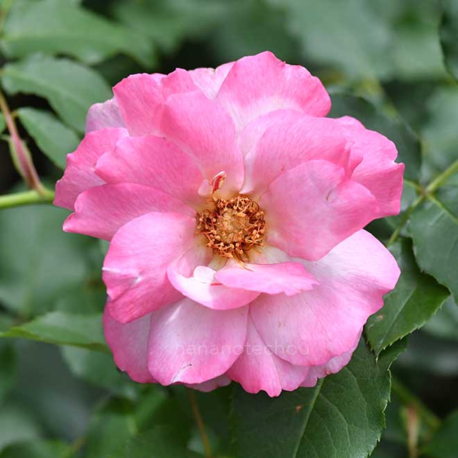 バラ フロリアンマサド｜花の手帖の薔薇図鑑