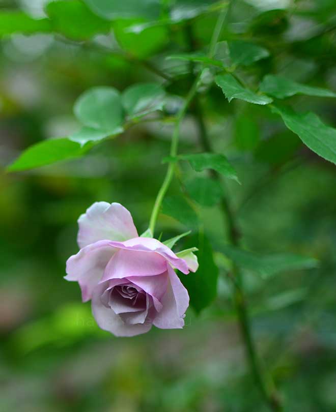 バラ フォーエバー フレンズ|花の手帖の薔薇図鑑