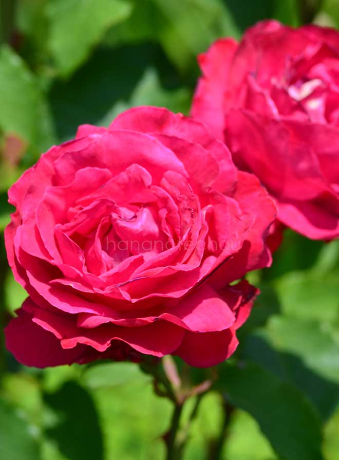 バラ フォーゴットン ドリームス
｜花の手帖の薔薇図鑑