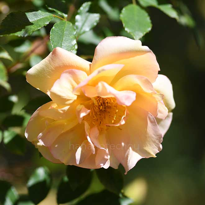 バラ フォーチュンズ ダブル イエロー|花の手帖の薔薇図鑑