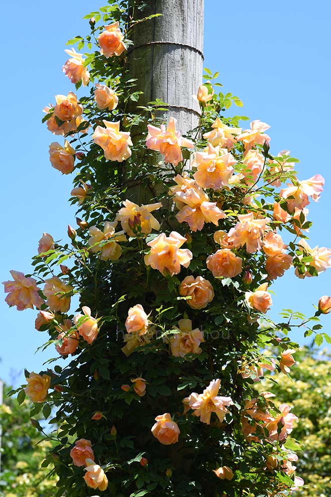 バラ フォーチュンズ ダブル イエロー|花の手帖の薔薇図鑑