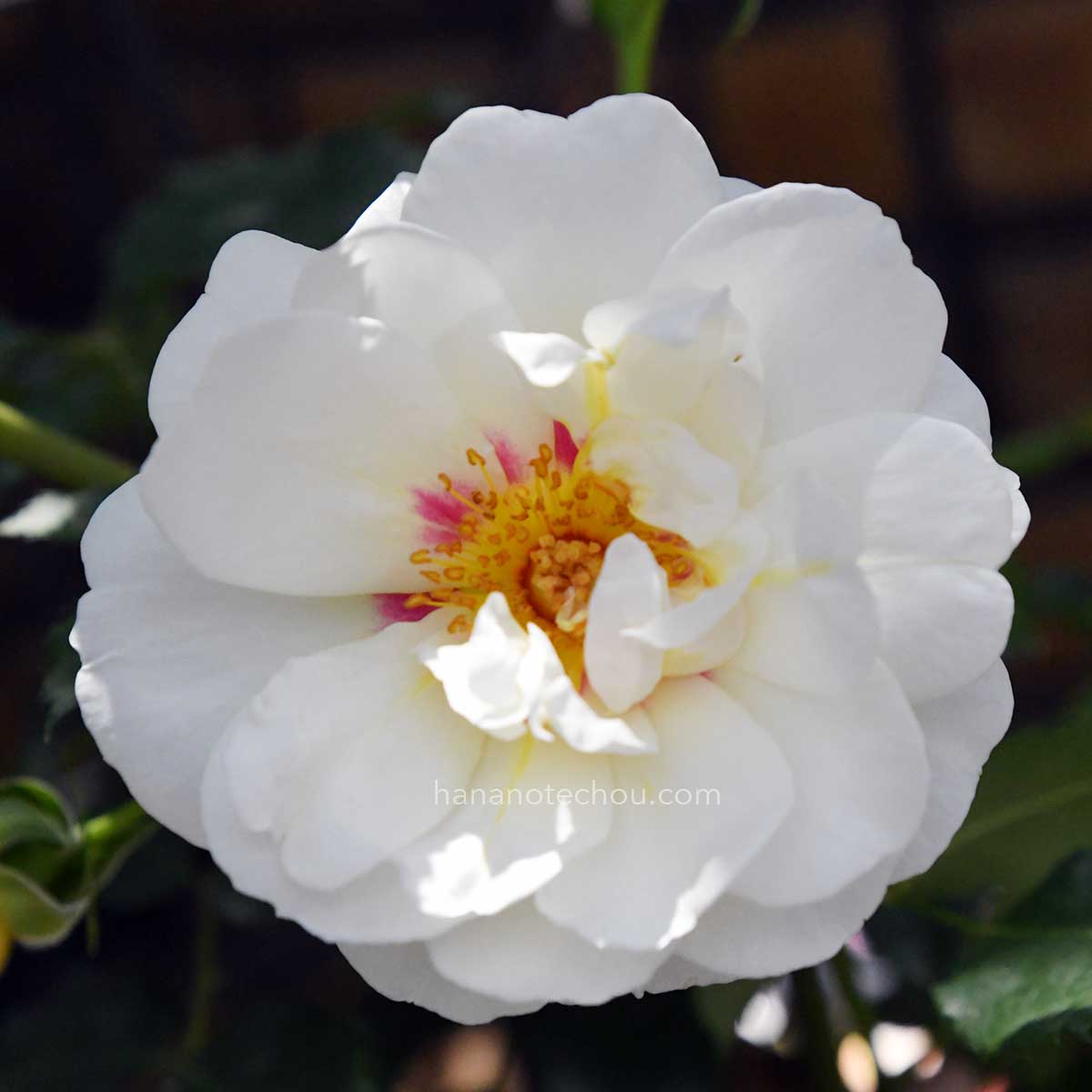 バラ フォルツァ!|花の手帖の薔薇図鑑