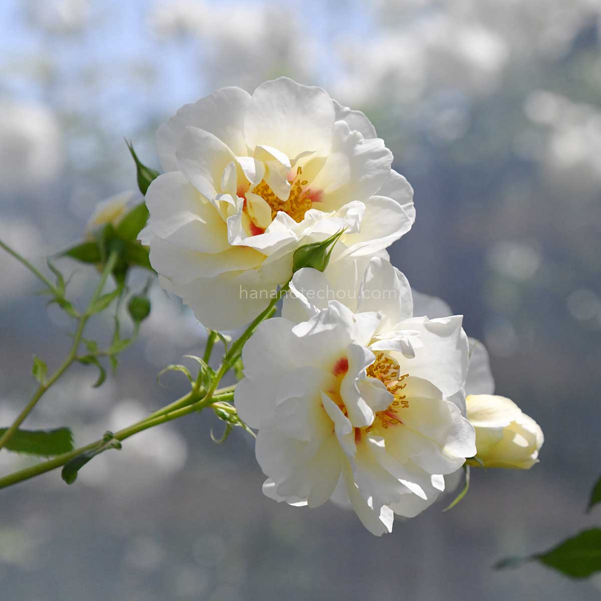 バラ フォルツァ!|花の手帖の薔薇図鑑