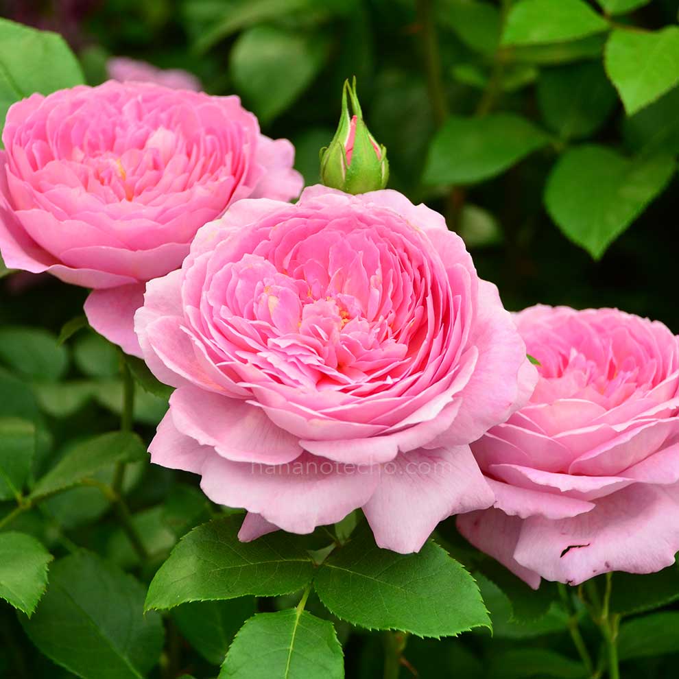 バラ フラゴナール|花の手帖の薔薇図鑑