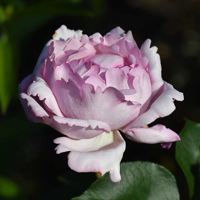 バラ ｜花の手帖の薔薇図鑑