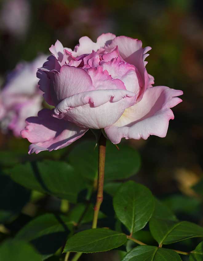 バラ ｜花の手帖の薔薇図鑑