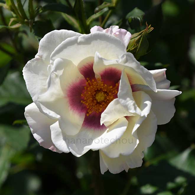 バラ フレグランス ペルシカ|花の手帖の薔薇図鑑