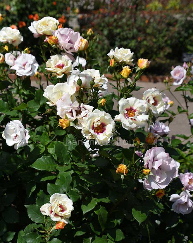 バラ フレグランス ペルシカ|花の手帖の薔薇図鑑