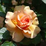 バラ フレグラント アプリコット|花の手帖の薔薇図鑑