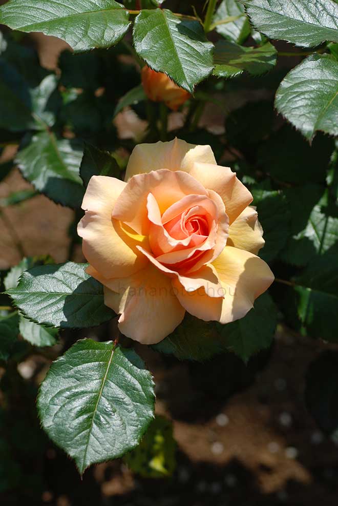 バラ フレグラント アプリコット|花の手帖の薔薇図鑑