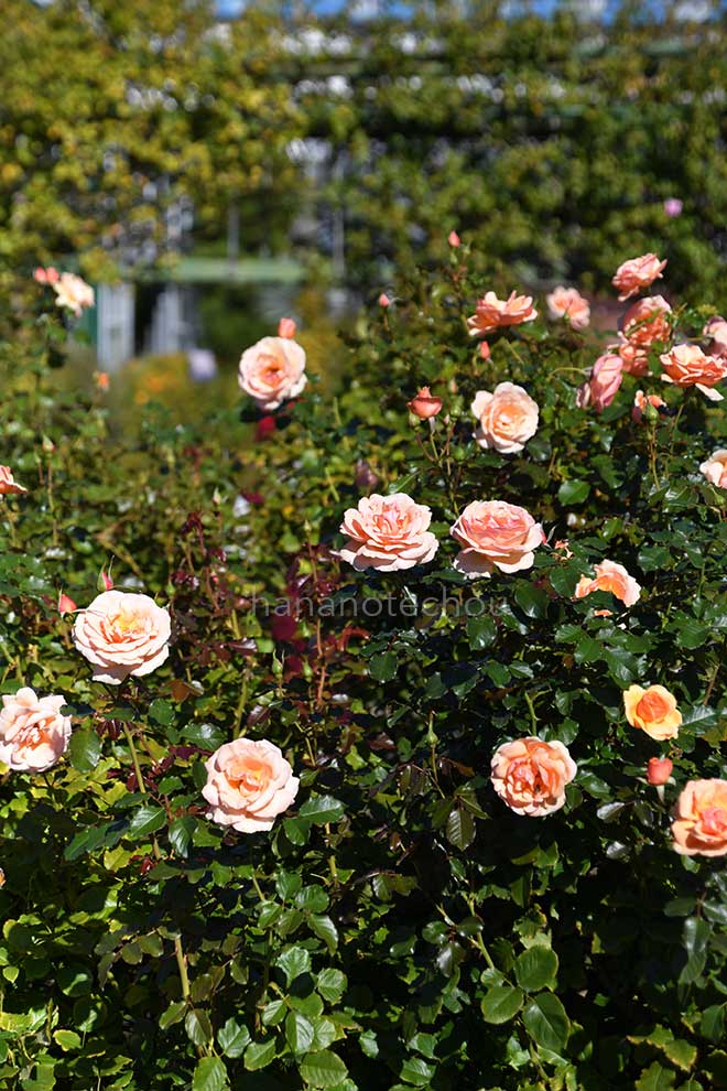 バラ フレグラント アプリコット|花の手帖の薔薇図鑑