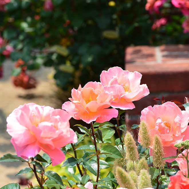 バラ フレグラントデライト｜花の手帖の薔薇図鑑