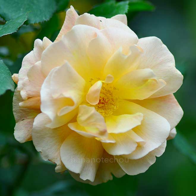 バラ フレグラント ドリーム|花の手帖の薔薇図鑑