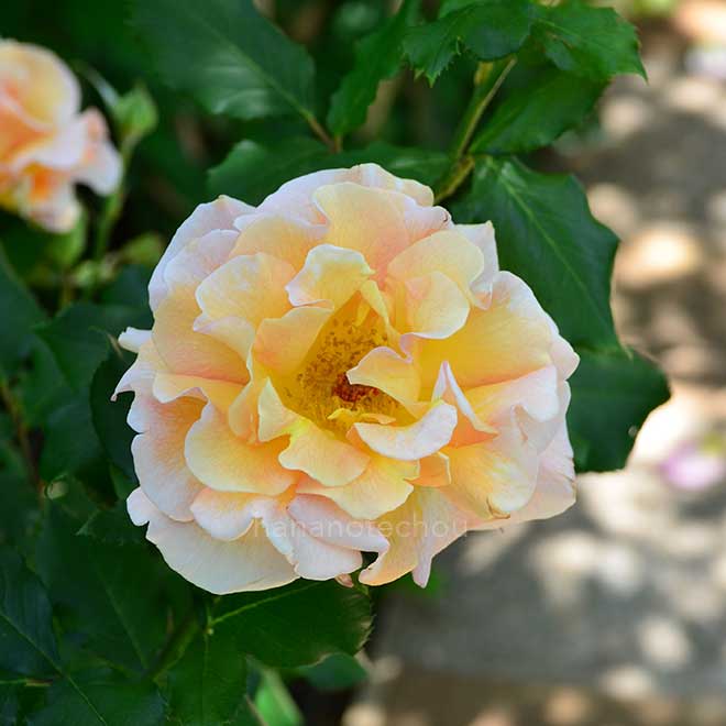 バラ フレグラント ドリーム|花の手帖の薔薇図鑑