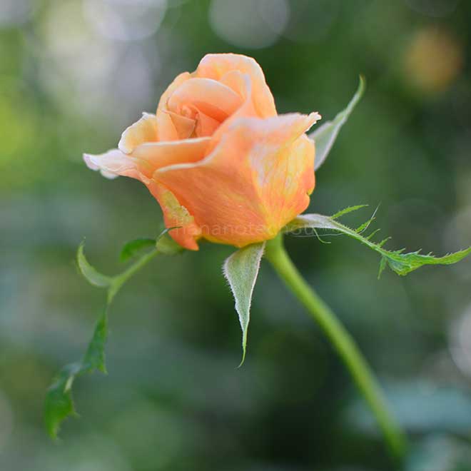 バラ フレグラント ドリーム|花の手帖の薔薇図鑑