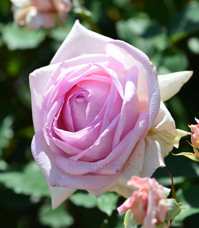 バラ フレグラント ヒル｜花の手帖の薔薇図鑑