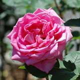 バラ フラグラントレディ｜花の手帖の薔薇図鑑