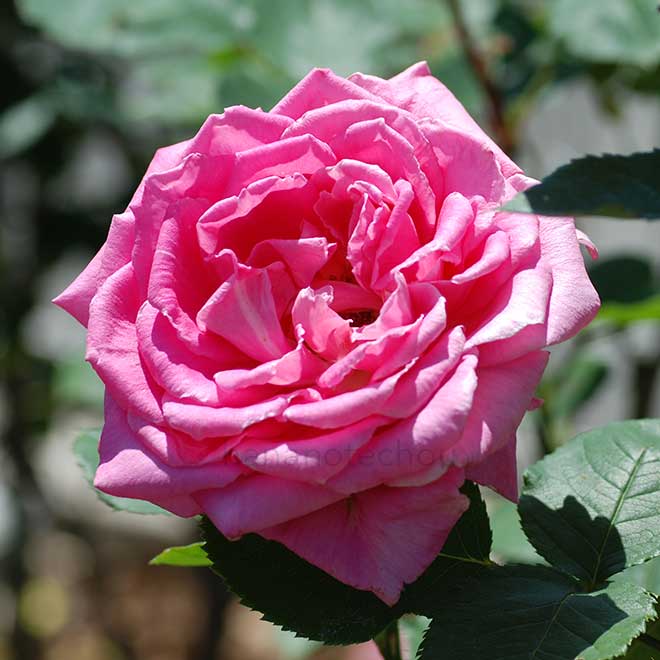 バラ フラグラント レディ｜花の手帖の薔薇図鑑