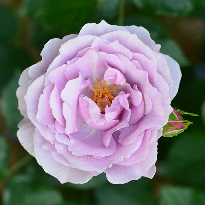 バラ フレグラント ラベンダー シンプリシティ|花の手帖の薔薇図鑑