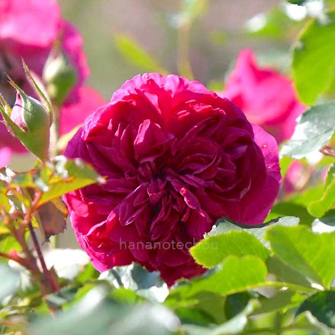 バラ フレーズ｜花の手帖の薔薇図鑑