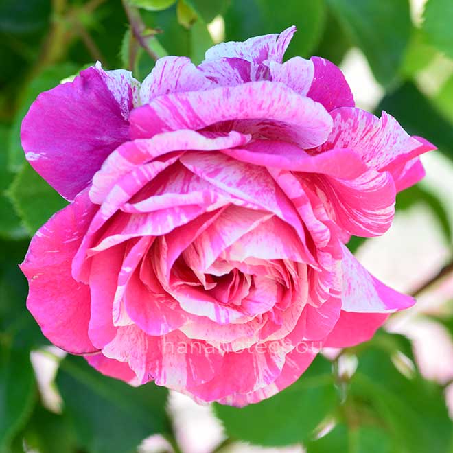 バラ フランボワーズ バニーユ｜花の手帖の薔薇図鑑