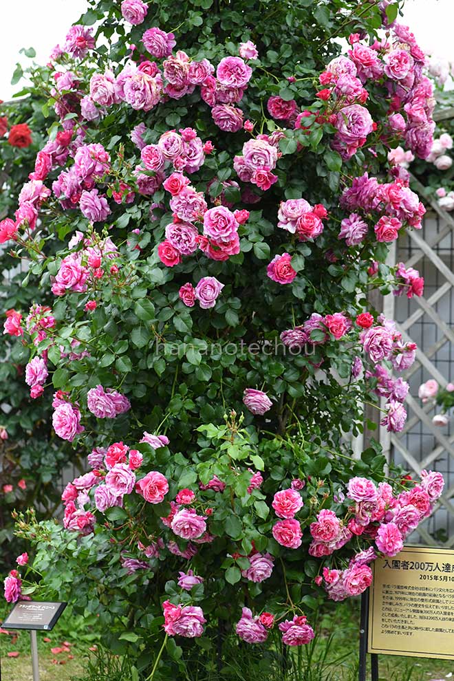 バラ フランボワーズ バニーユ｜花の手帖の薔薇図鑑