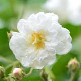 バラ フランシーヌオースチン｜花の手帖の薔薇図鑑