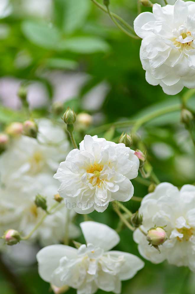 バラ フランシーヌ オースチン|花の手帖の薔薇図鑑