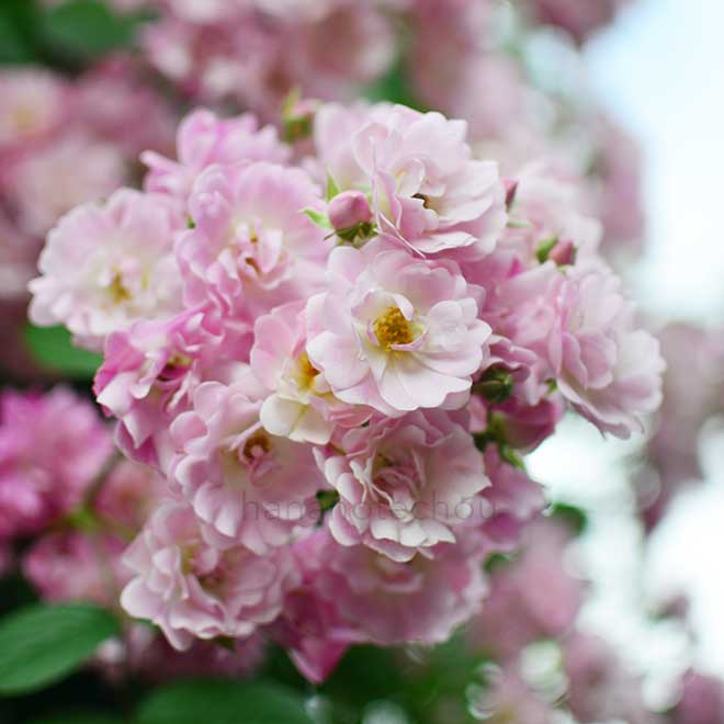 バラ フランシス|花の手帖の薔薇図鑑