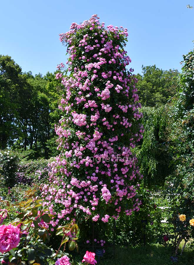 バラ フランシス|花の手帖の薔薇図鑑