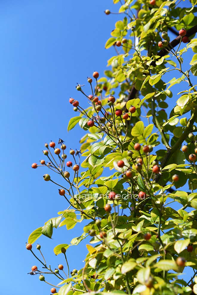バラ フランシス|花の手帖の薔薇図鑑