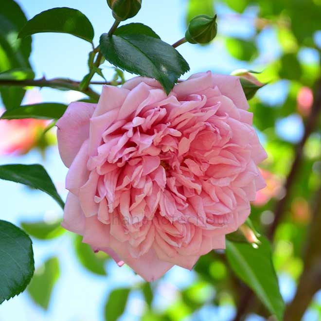 バラ フランソワ ジュランビル|花の手帖の薔薇図鑑