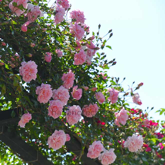 バラ フランソワ ジュランビル|花の手帖の薔薇図鑑