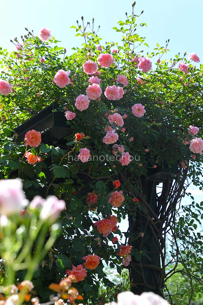 バラ フランソワ ジュランビル|花の手帖の薔薇図鑑