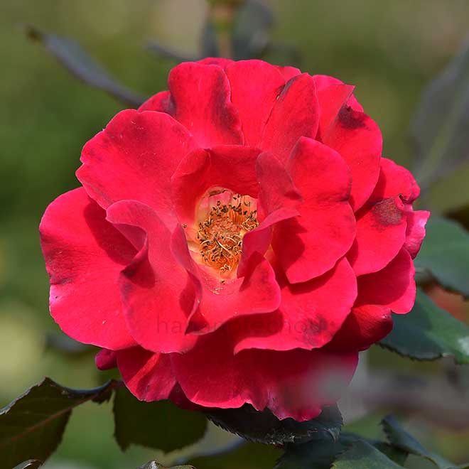 バラ フランクリー スカーレット|花の手帖の薔薇図鑑