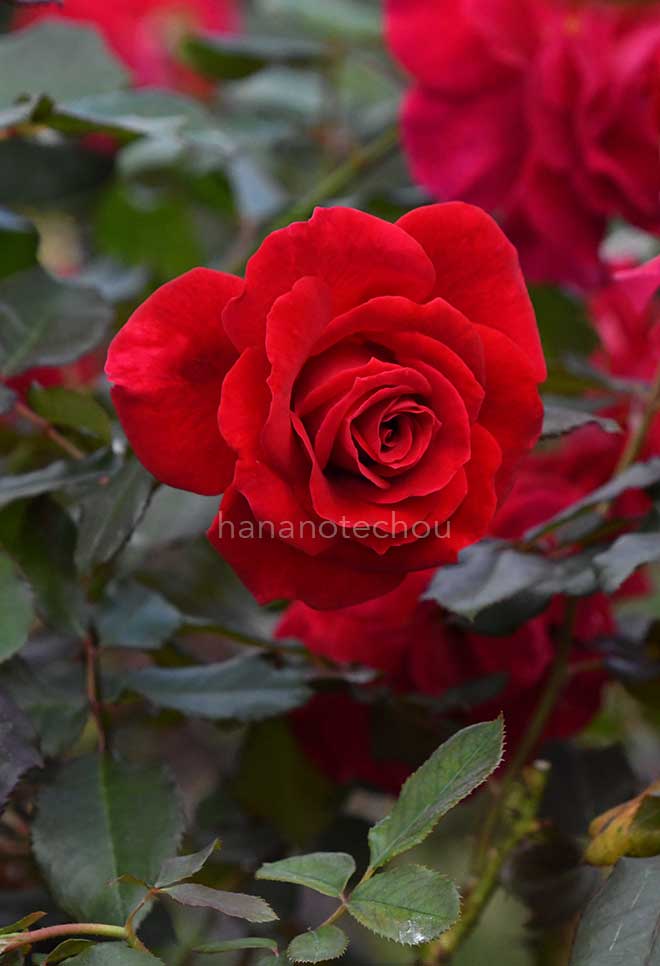 バラ フランクリー スカーレット|花の手帖の薔薇図鑑