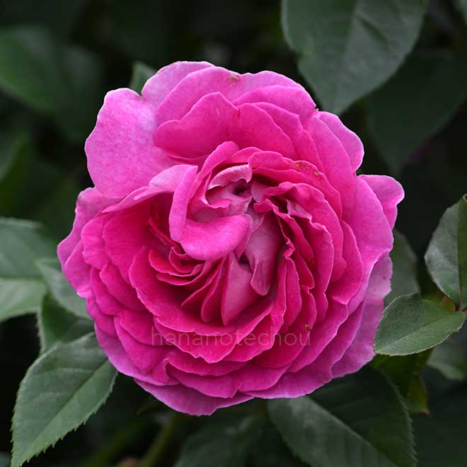 バラ フォーラン マリア｜花の手帖の薔薇図鑑