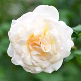 バラ フレンチレース｜花の手帖の薔薇図鑑