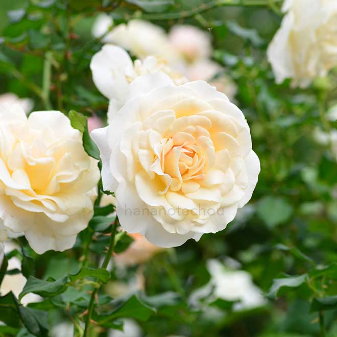 バラ フレンチレース｜花の手帖の薔薇図鑑