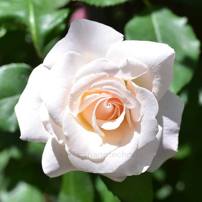 バラ つるフレンチレース｜花の手帖の薔薇図鑑