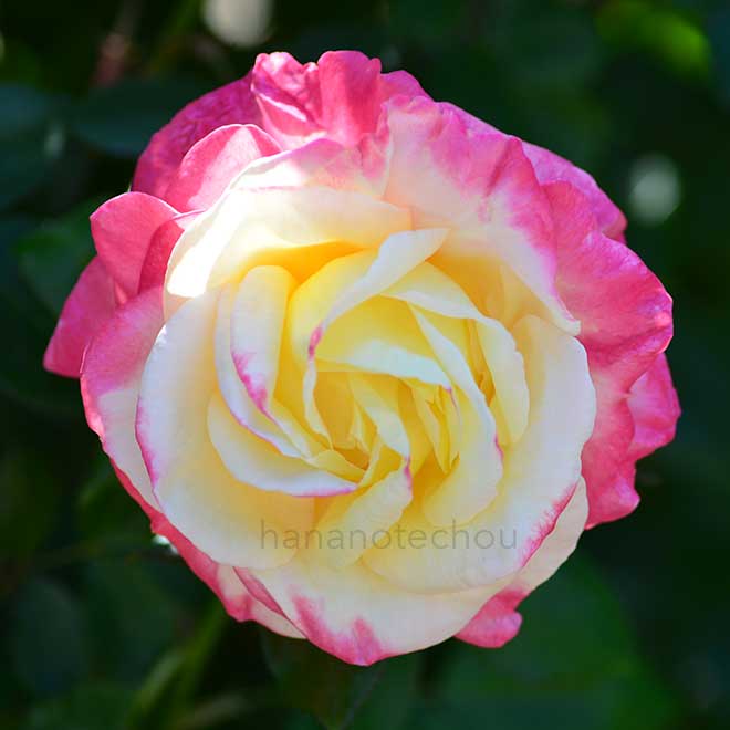 バラ フレンチパフューム|花の手帖の薔薇図鑑