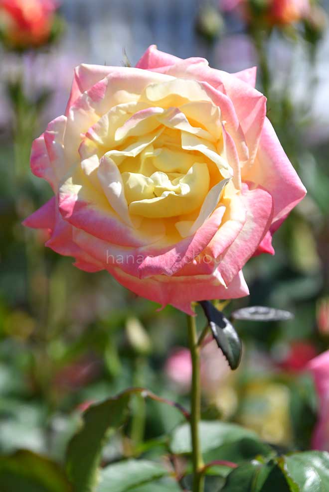 バラ フレンチパフューム|花の手帖の薔薇図鑑