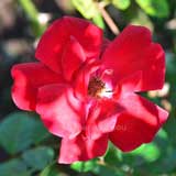 バラ フレンシャム｜花の手帖の薔薇図鑑