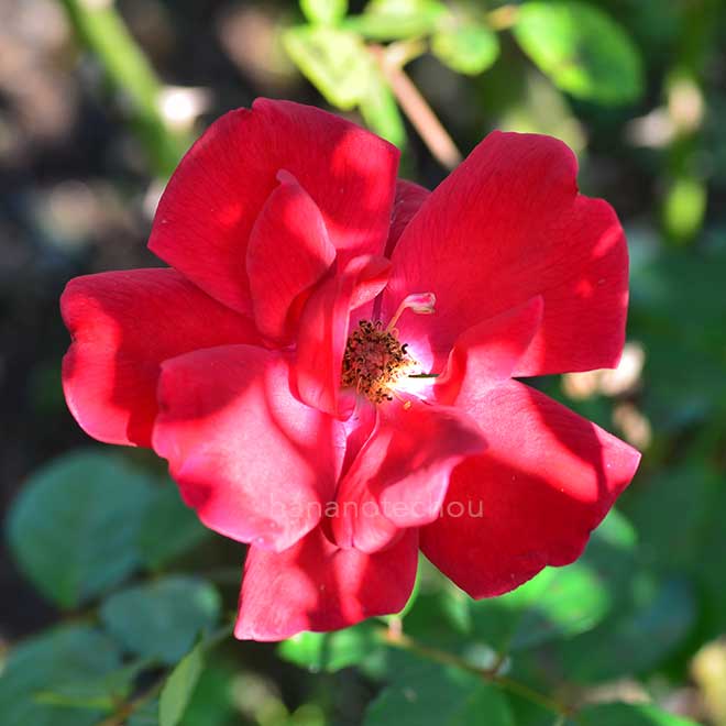 バラ フレンシャム｜花の手帖の薔薇図鑑